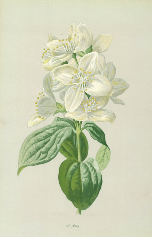 Flieder von Frederick Edward Hulme