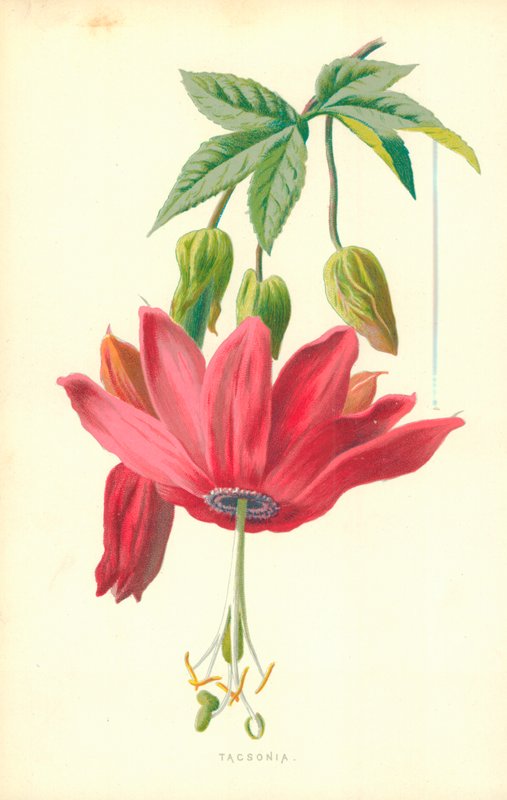 Tacsonia von Frederick Edward Hulme