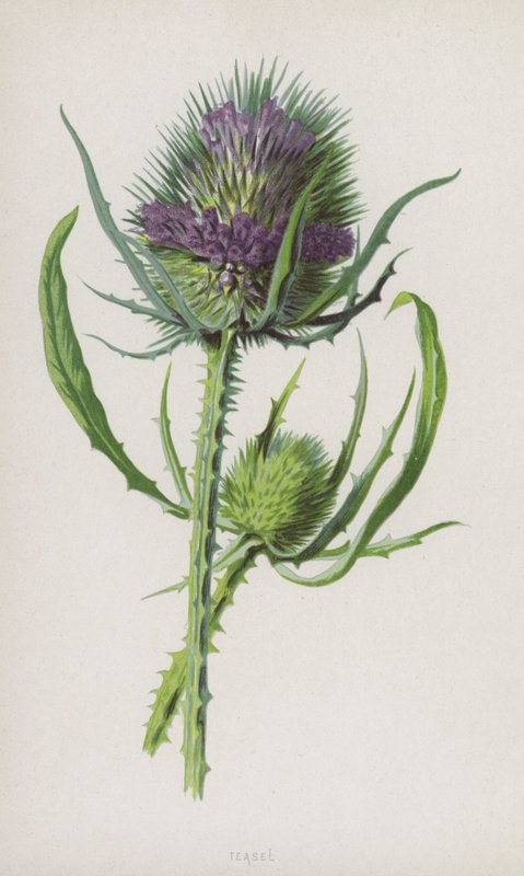 Karde von Frederick Edward Hulme