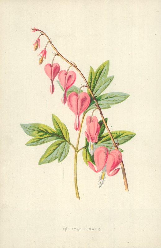 Die Lyre-Blume von Frederick Edward Hulme