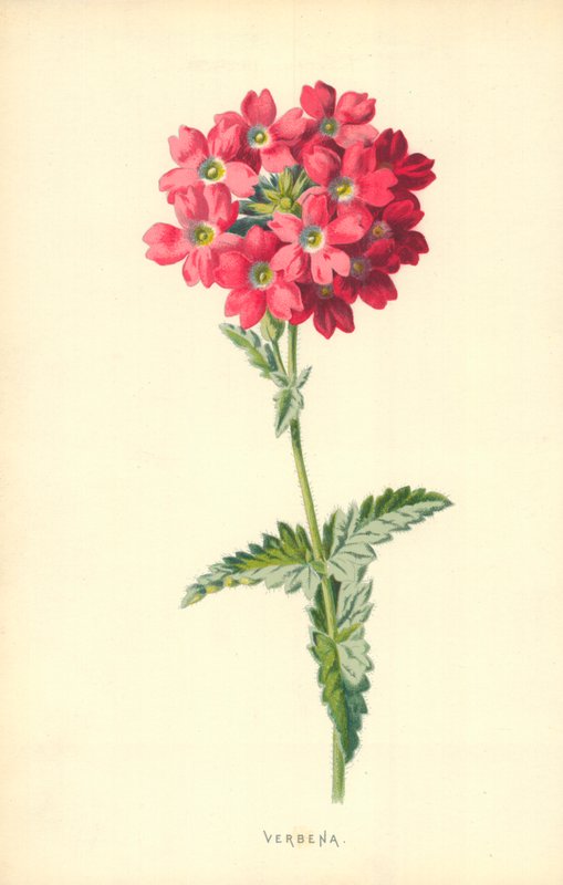 Eisenkraut von Frederick Edward Hulme