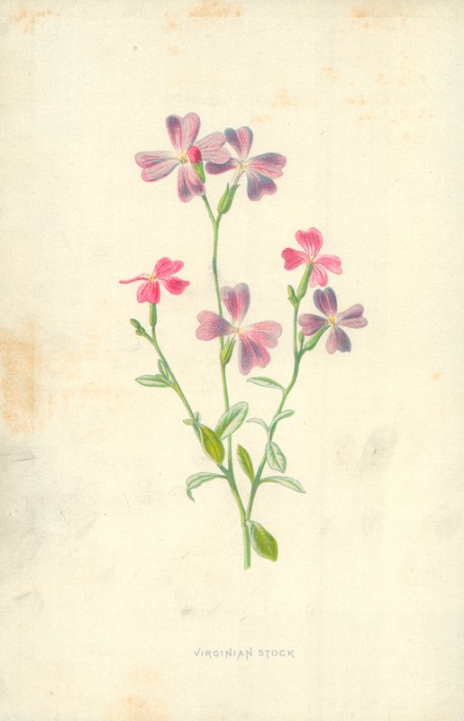 Virginischer Sommerflieder von Frederick Edward Hulme