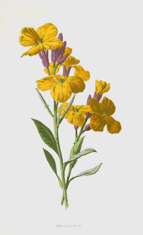 Goldlack von Frederick Edward Hulme