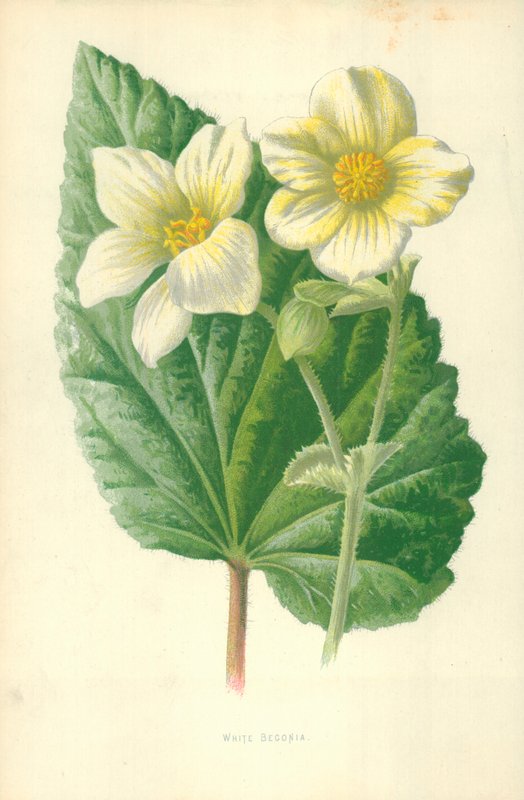 Weiße Begonie von Frederick Edward Hulme