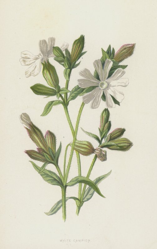 Weiße Lichtnelke von Frederick Edward Hulme