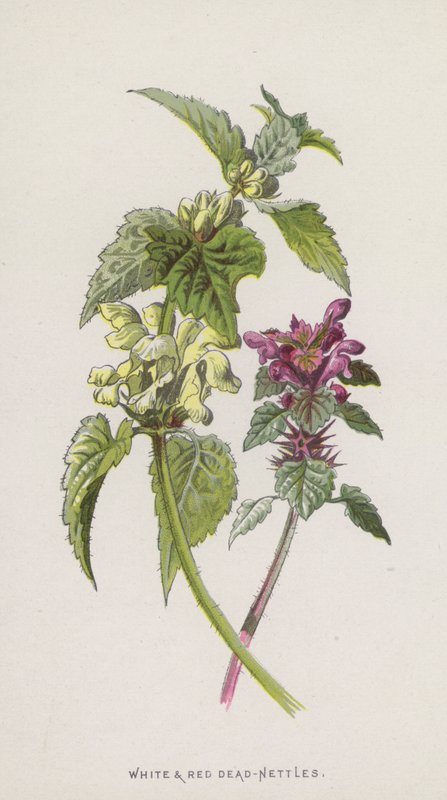 Weiße und Rote Taubnessel von Frederick Edward Hulme