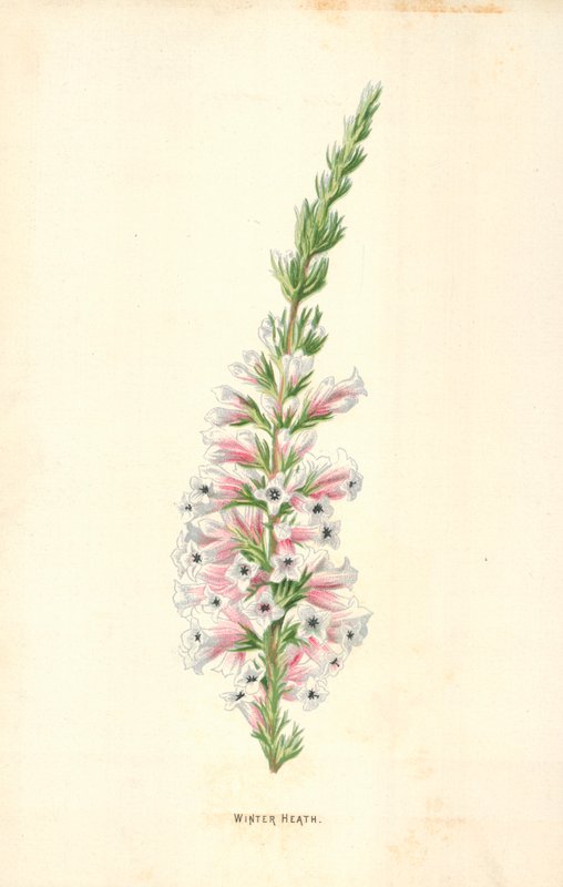 Winterheide von Frederick Edward Hulme
