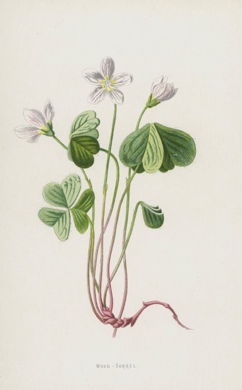 Sauerklee von Frederick Edward Hulme