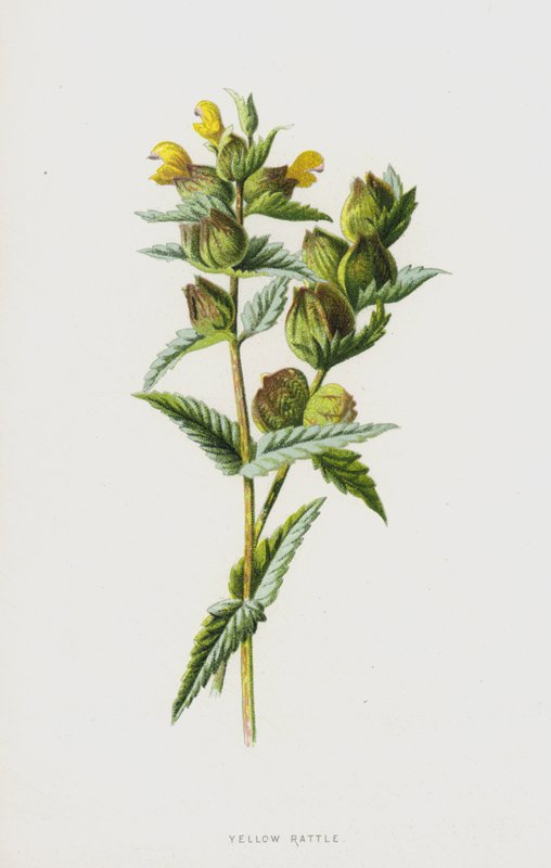 Gelbe Klappertopf von Frederick Edward Hulme