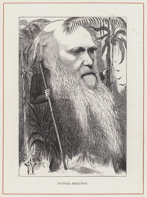Charles Darwin, Natürliche Selektion von Frederick Waddy