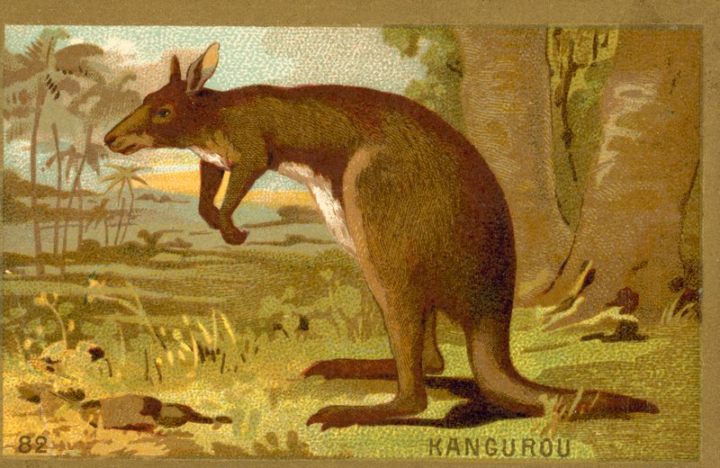 Känguru von French School