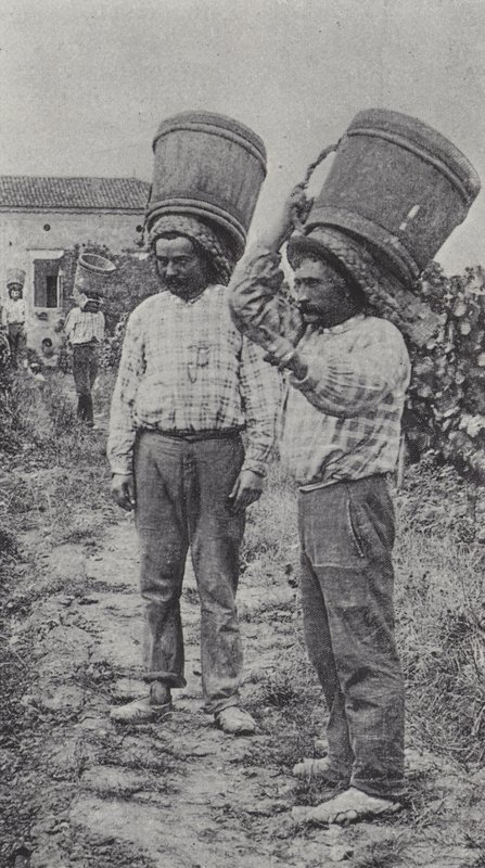 Weinleser bei der Arbeit von French Photographer