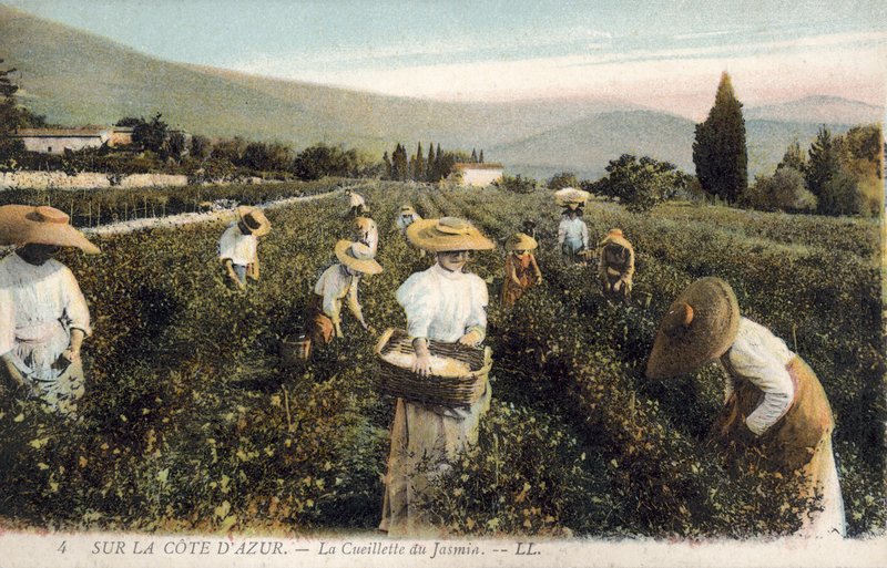 Jasminpflücker, Côte d