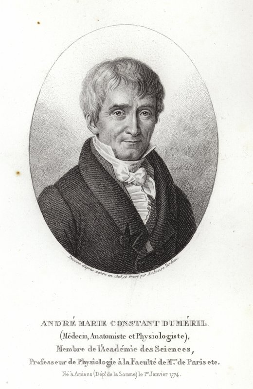 André Marie Constant Duméril von French School