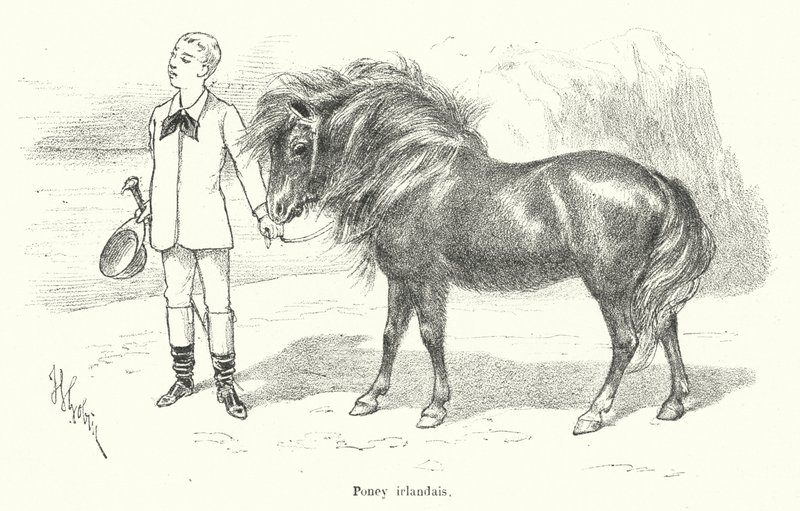 Junge mit einem irischen Pony (Gravur) von French School