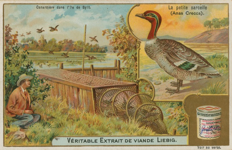 Krickente; Entenfang von French School