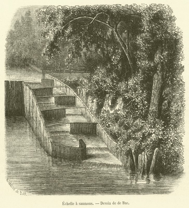 Lachsleiter von French School