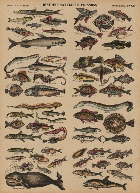 Fische von French School