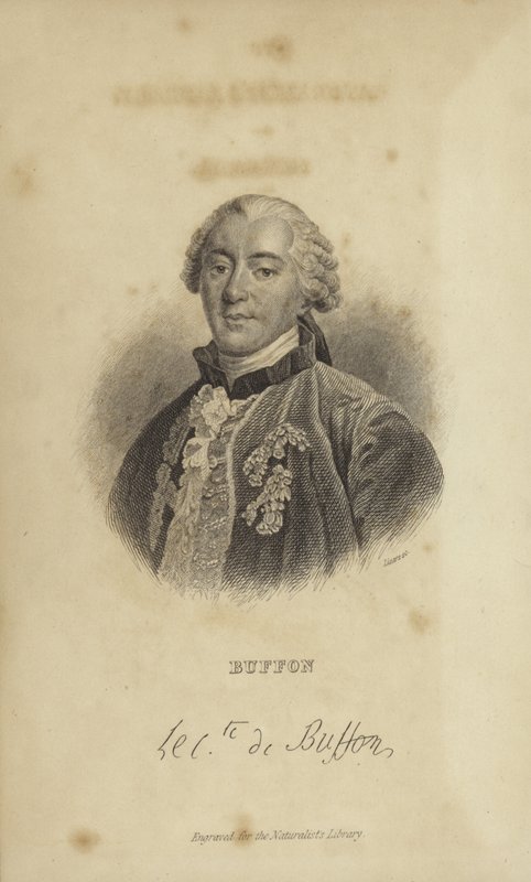 Georges-Louis Leclerc, Comte de Buffon von French School
