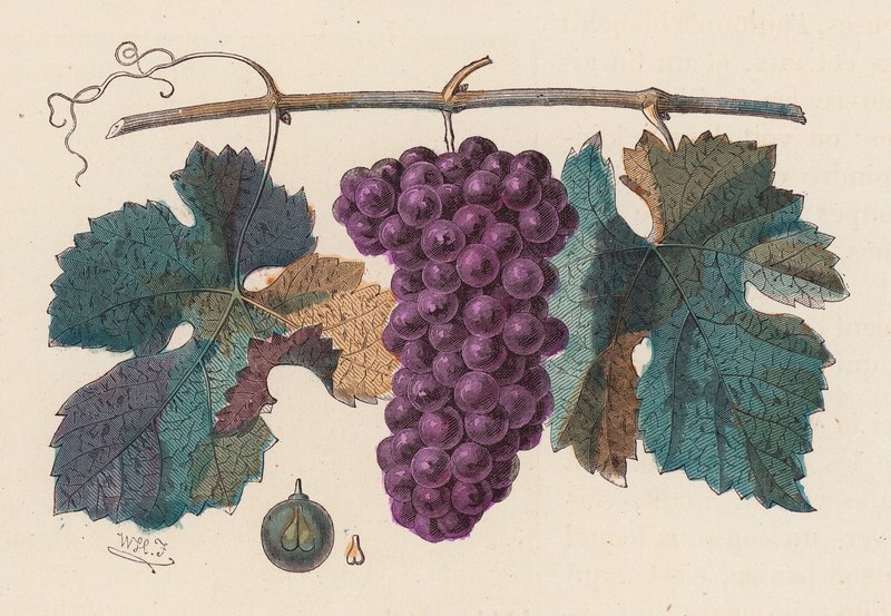 Weinrebe von French School