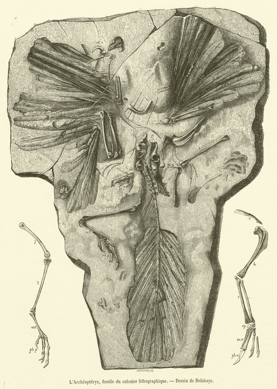 Der Archaeopteryx, Fossil des lithographischen Kalksteins (Gravur) von French School