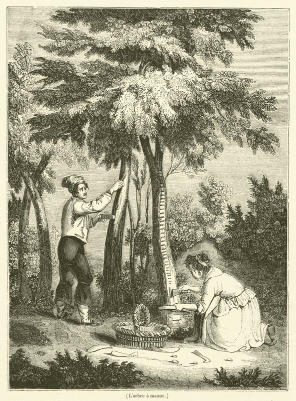 Der Manna-Baum (Gravur) von French School