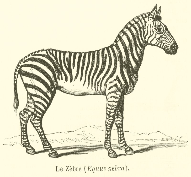 Das Zebra, Equus zebra (Stich) von French School