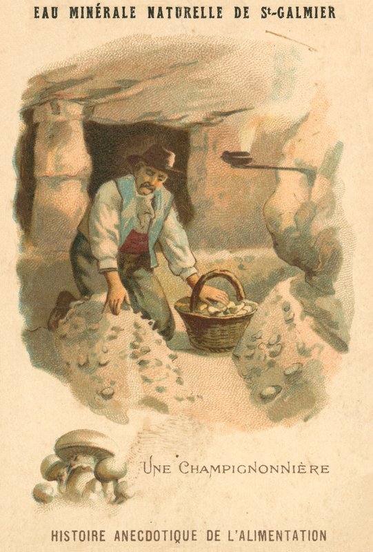 Pilzzüchter von French School