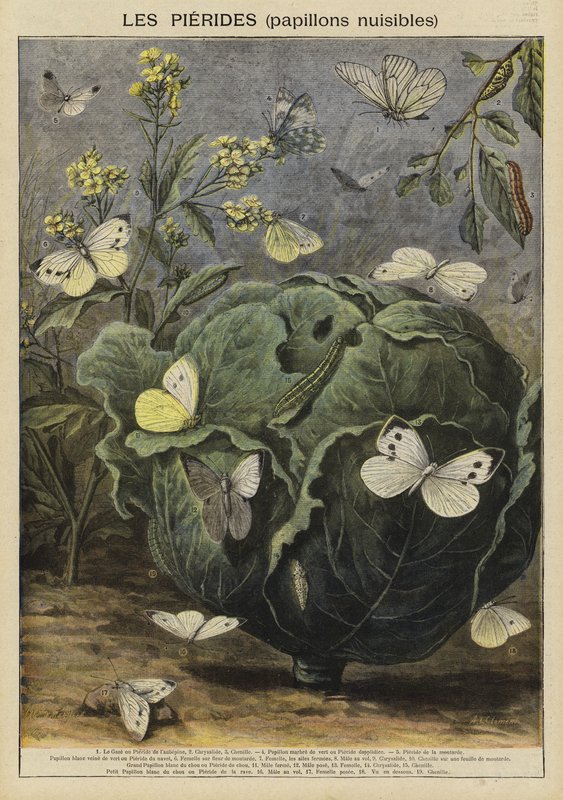 Pieridae (schädliche Schmetterlinge) von French School