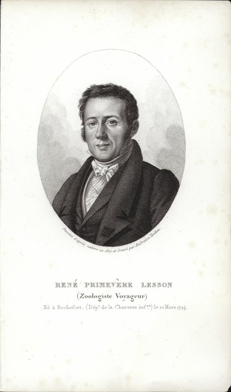 René Primevère Lesson von French School