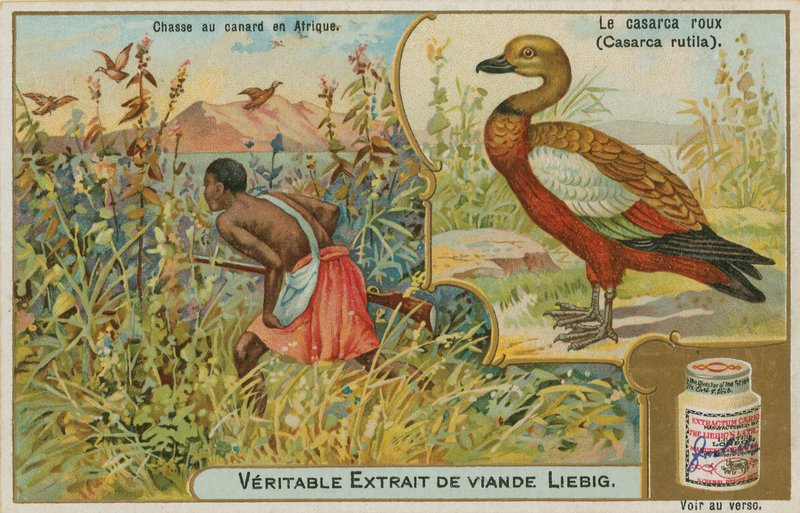 Rostgans; Entenjagd in Afrika von French School