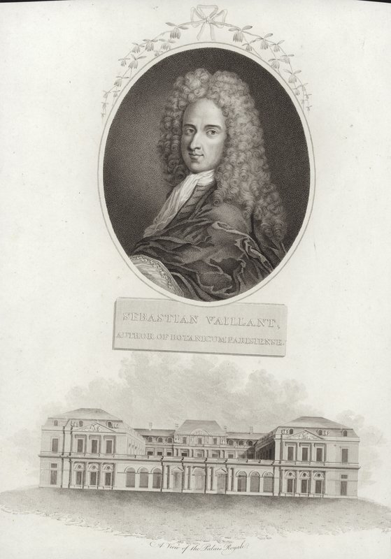 Sébastien Vaillant von French School