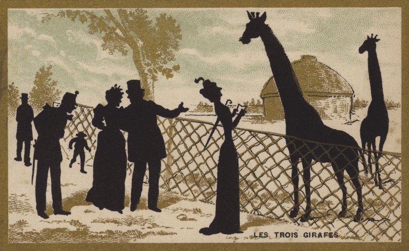 Die drei Giraffen von French School