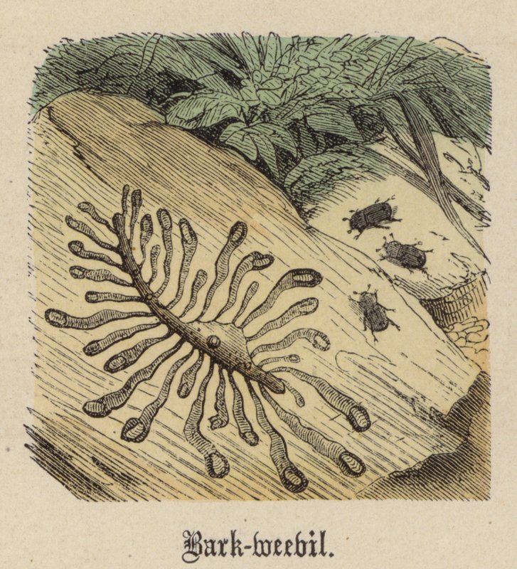 Borkenkäfer (farbiger Stich) von Friedrich Specht