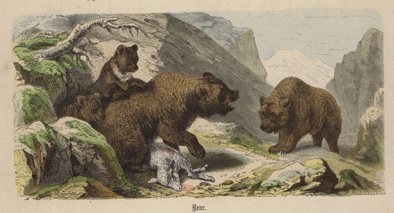 Bär von Friedrich Specht