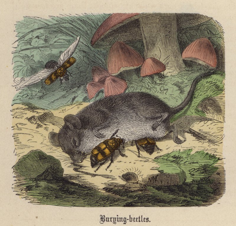 Totengräberkäfer (farbiger Stich) von Friedrich Specht