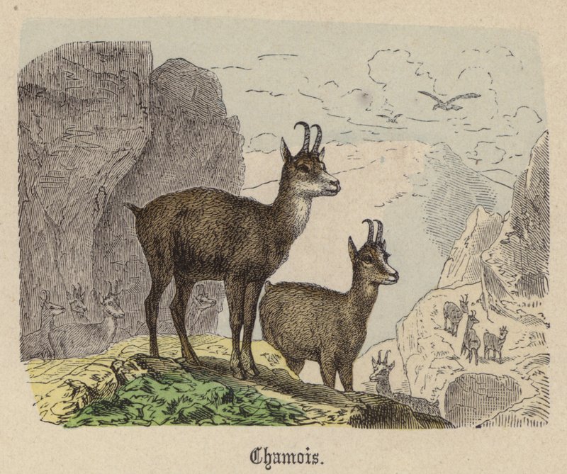 Gämse (kolorierte Gravur) von Friedrich Specht
