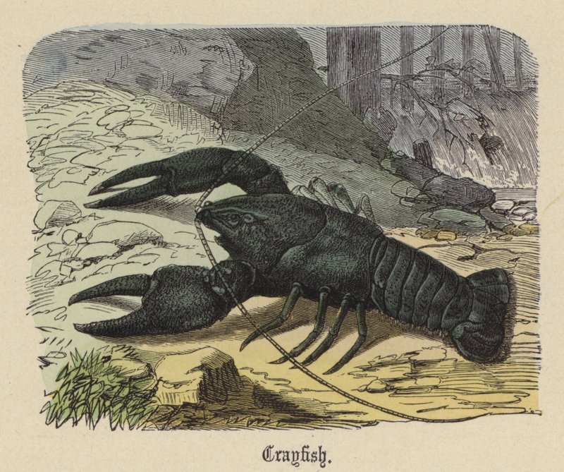 Flusskrebs von Friedrich Specht
