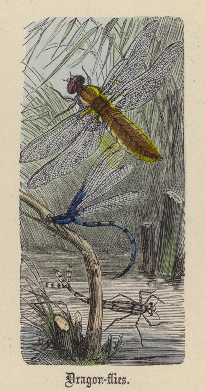 Libellen (farbiger Stich) von Friedrich Specht