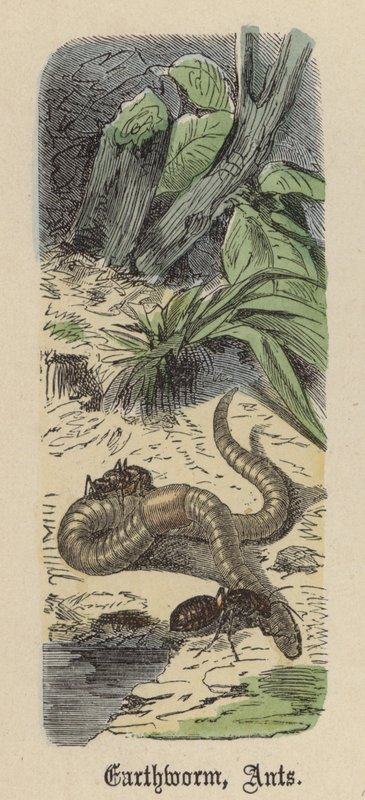 Regenwurm, Ameisen von Friedrich Specht