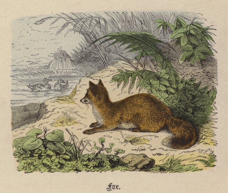 Fuchs (kolorierte Gravur) von Friedrich Specht