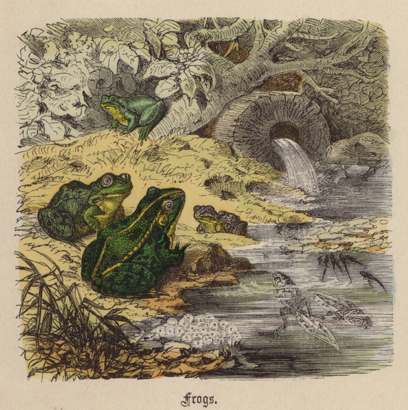 Frösche von Friedrich Specht