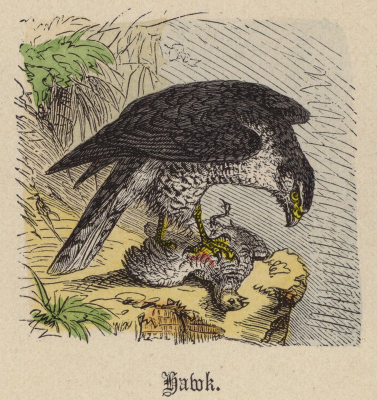 Falke von Friedrich Specht