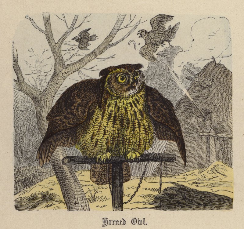 Uhu (kolorierte Gravur) von Friedrich Specht