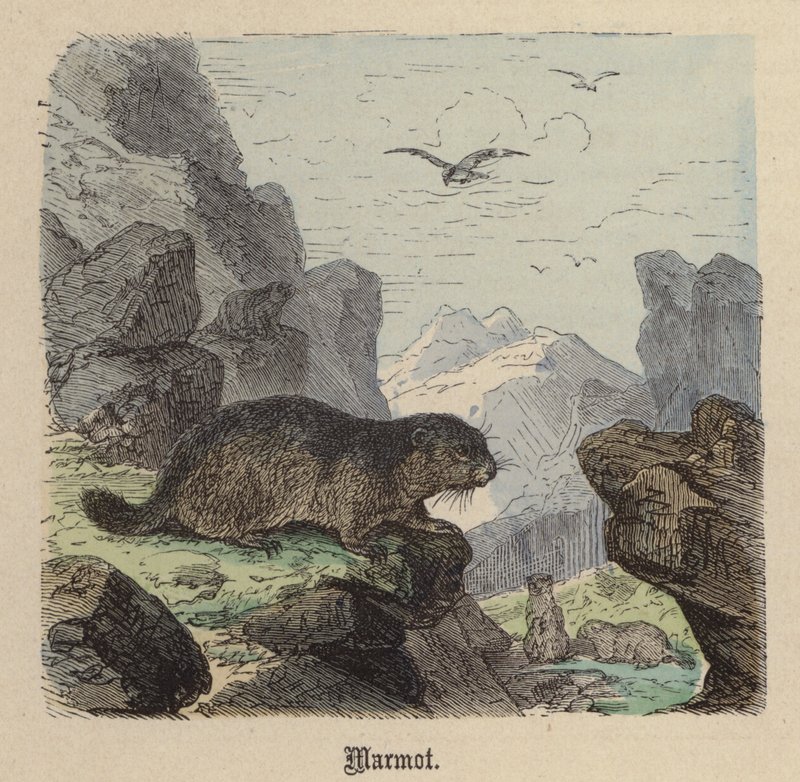 Murmeltier von Friedrich Specht