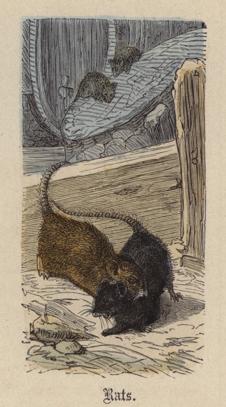 Ratten (kolorierte Gravur) von Friedrich Specht
