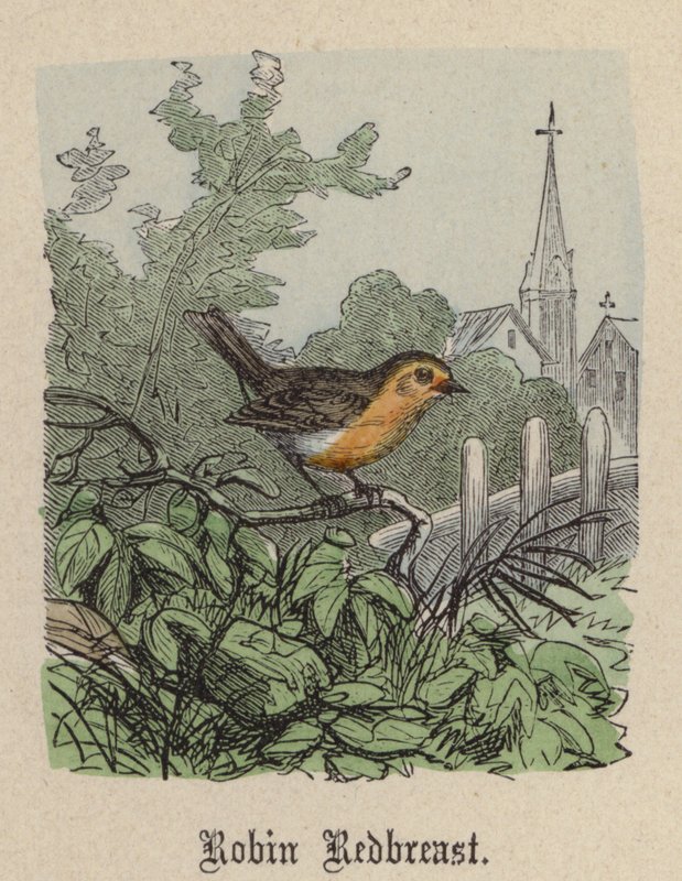 Rotkehlchen (kolorierte Gravur) von Friedrich Specht