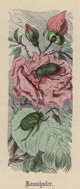 Rosenkäfer von Friedrich Specht