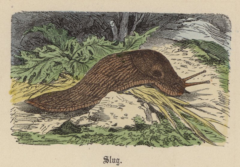 Schnecke von Friedrich Specht