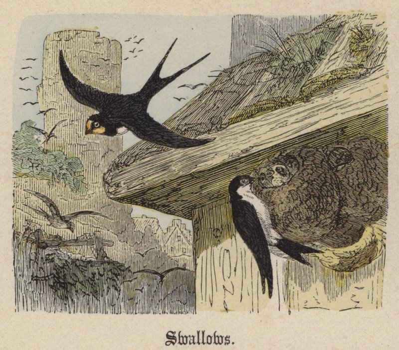 Schwalben von Friedrich Specht